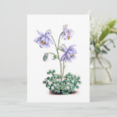 Pyrenäen Columbine - Aquilegia pyrenaica (Stehend Vorderseite)