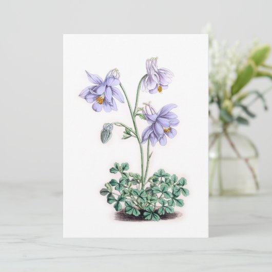 Pyrenäen Columbine - Aquilegia pyrenaica (Stehend Vorderseite)