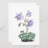 Pyrenäen Columbine - Aquilegia pyrenaica (Vorne/Hinten)