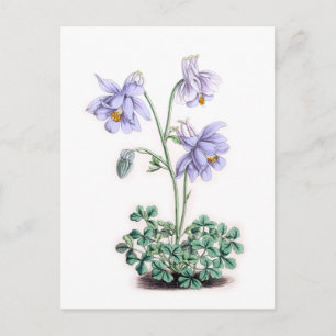 Pyrenäen Columbine - Aquilegia pyrenaica Postkarte