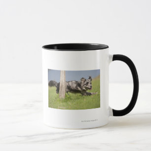Pyrenean Schäfer geht ringsum den Pfosten Tasse