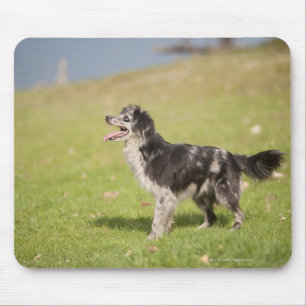 Pyrenean Schäfer in der wachsamen Pose wartete Mousepad