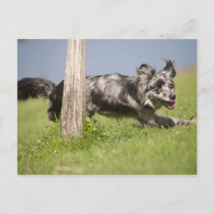 Pyrenean Shepherd geht um die Pole Postkarte