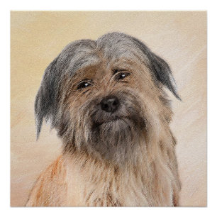 Pyrenean Shepherd Malerei - Niedliche Original Dog Poster