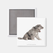 Pyrenean Shepherd Welpe (4 Wochen) gähnend Magnet (Vorderseite/Rückseite)