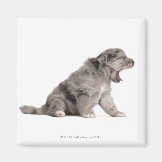 Pyrenean Shepherd Welpe (4 Wochen) gähnend Magnet (Vorne)