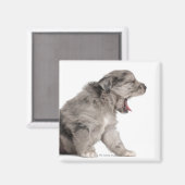 Pyrenean Shepherd Welpe (4 Wochen) gähnend Magnet (Vorderseite/Rückseite)