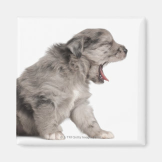 Pyrenean Shepherd Welpe (4 Wochen) gähnend Magnet
