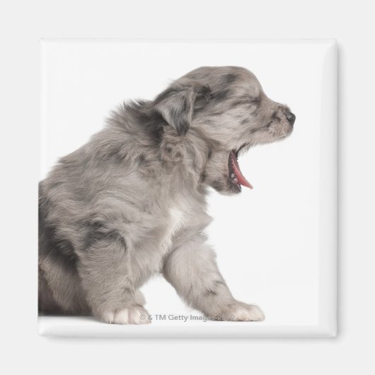 Pyrenean Shepherd Welpe (4 Wochen) gähnend Magnet (Vorne)