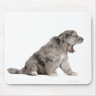 Pyrenean Shepherd Welpe (4 Wochen) gähnend Mousepad