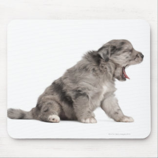 Pyrenean Shepherd Welpe (4 Wochen) gähnend Mousepad