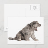 Pyrenean Shepherd Welpe (4 Wochen) gähnend Postkarte (Vorne/Hinten)