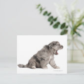 Pyrenean Shepherd Welpe (4 Wochen) gähnend Postkarte (Stehend Vorderseite)