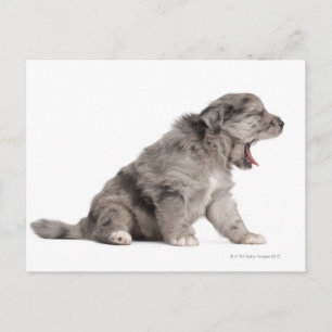 Pyrenean Shepherd Welpe (4 Wochen) gähnend Postkarte