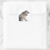 Pyrenean Shepherd Welpe (4 Wochen) gähnend Quadratischer Aufkleber (Tasche)