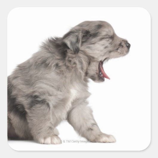 Pyrenean Shepherd Welpe (4 Wochen) gähnend Quadratischer Aufkleber (Vorderseite)