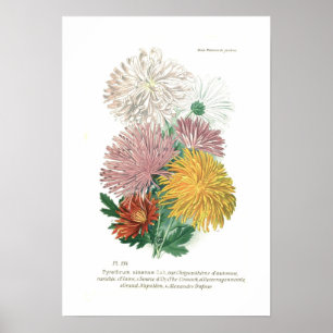 Pyrethrum sinense (Chrysanthemen) Poster