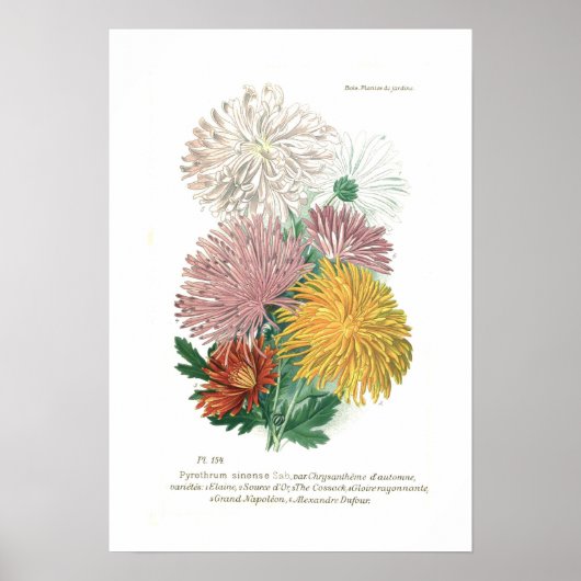 Pyrethrum sinense (Chrysanthemen) Poster (Vorne)