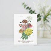 Pyrethrum sinense (Chrysanthemen) Postkarte (Stehend Vorderseite)