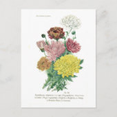 Pyrethrum sinense (Chrysanthemen) Postkarte (Vorderseite)