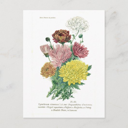 Pyrethrum sinense (Chrysanthemen) Postkarte (Vorderseite)
