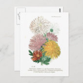 Pyrethrum sinense (Chrysanthemen) Postkarte (Vorne/Hinten)