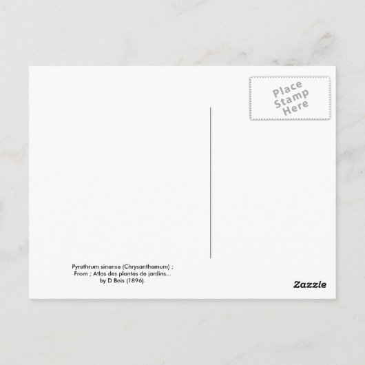 Pyrethrum sinense (Chrysanthemen) Postkarte (Rückseite)