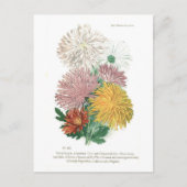 Pyrethrum sinense (Chrysanthemen) Postkarte (Vorderseite)