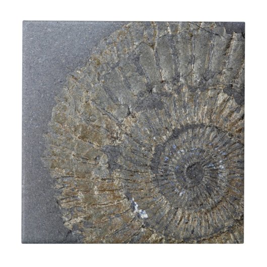 Pyritized Ammonit Fliese (Vorderseite)
