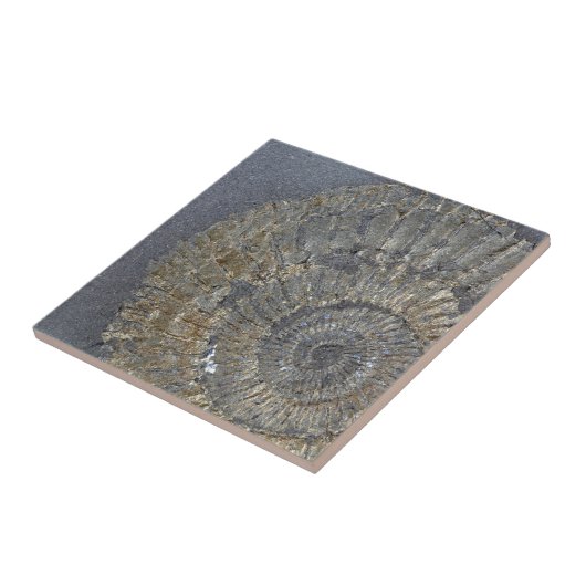 Pyritized Ammonit Fliese (Seite)
