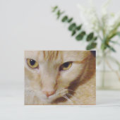 Pyro Kitty Postkarte (Stehend Vorderseite)