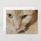 Pyro Kitty Postkarte (Vorne/Hinten)