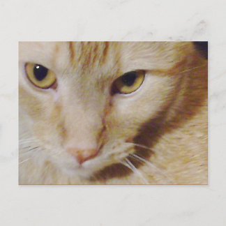 Pyro Kitty Postkarte