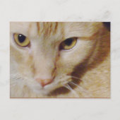 Pyro Kitty Postkarte (Vorderseite)