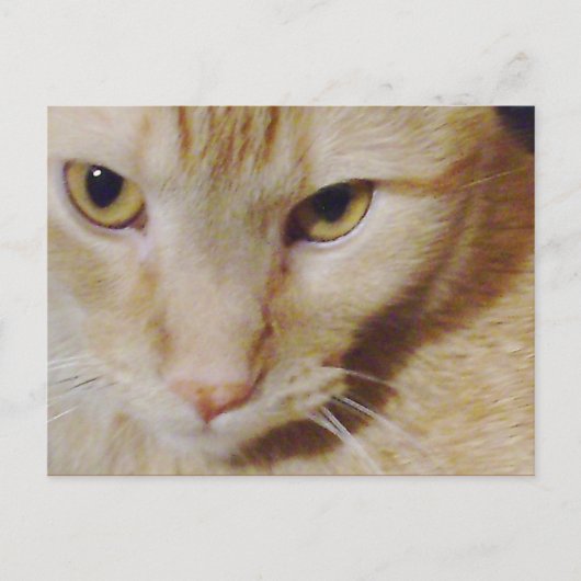 Pyro Kitty Postkarte (Vorderseite)