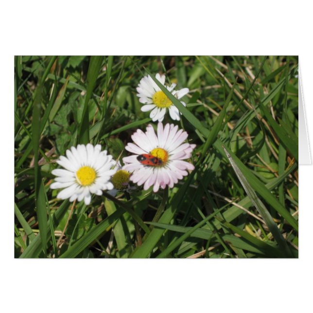 Pyrrhocoris apterus (Vorderseite (Horizontal))