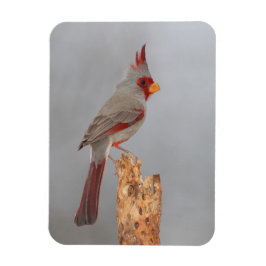 Pyrrhuloxia auf einem Ast Magnet