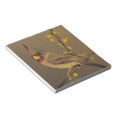 Pyrrhuloxia, Cardinalis sinuatus Notizblock (angewinkelt)