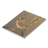 Pyrrhuloxia, Cardinalis sinuatus Notizblock (Rotiert)