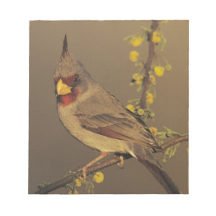Pyrrhuloxia, Cardinalis sinuatus Notizblock
