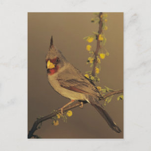Pyrrhuloxia, Cardinalis sinuatus Postkarte