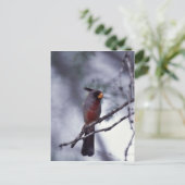 Pyrrhuloxia Postkarte (Stehend Vorderseite)