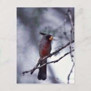 Pyrrhuloxia Postkarte