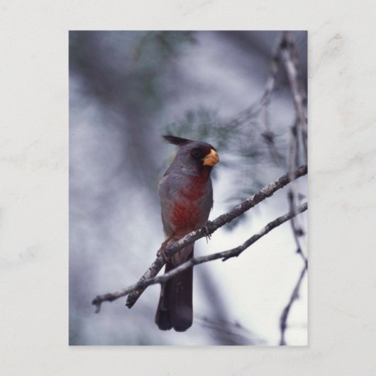 Pyrrhuloxia Postkarte (Vorderseite)