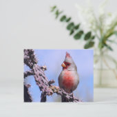 Pyrrhuloxia-Wüste-Kardinal Postkarte (Stehend Vorderseite)