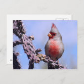Pyrrhuloxia-Wüste-Kardinal Postkarte (Vorne/Hinten)