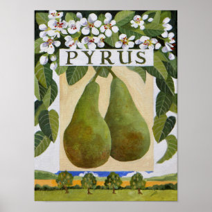 Pyrus Poster