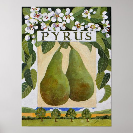 Pyrus Poster (Vorne)