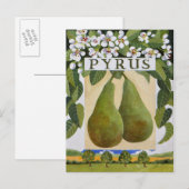 Pyrus Postkarte (Vorne/Hinten)