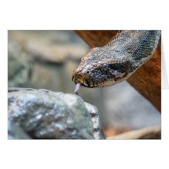 Python (Vorderseite (Horizontal))